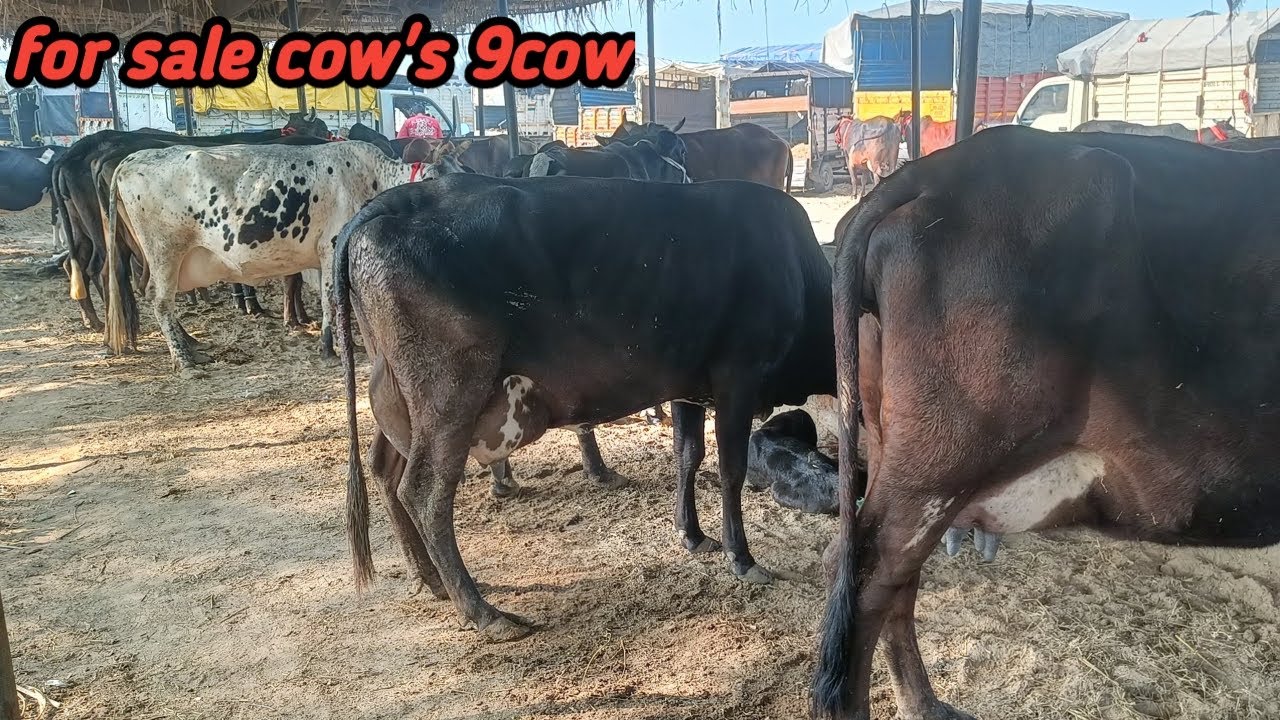 9 गाय की सेल होकर जा रही है चित्तोड़ || Ram Swaroop ji ki Dairy
