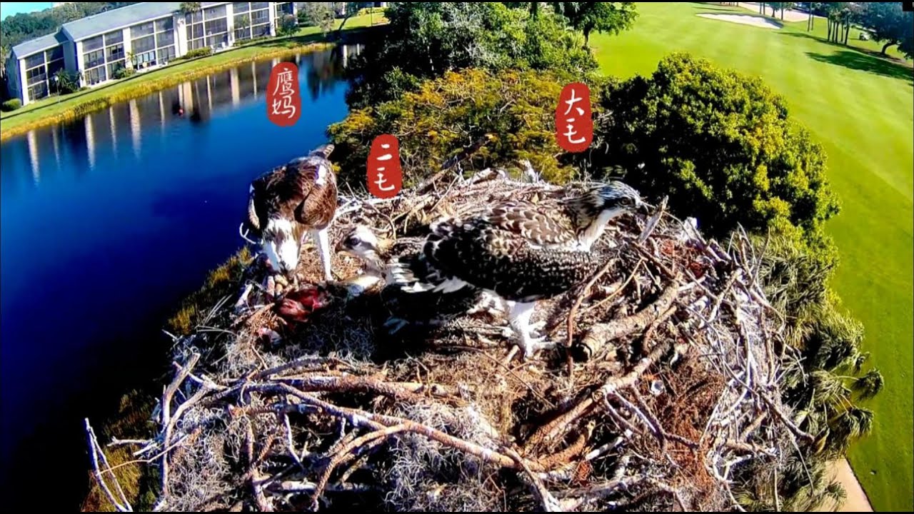 大毛长得好壮实，大有超过鹰妈的趋势，巨婴真是名不虚传啊