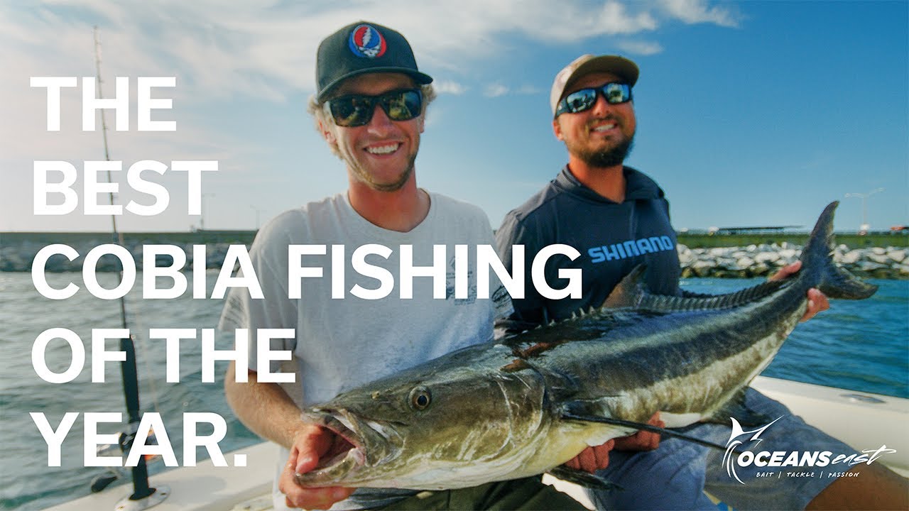This is a MONSTER COBIA! (Sight casting & chumming in Virginia)