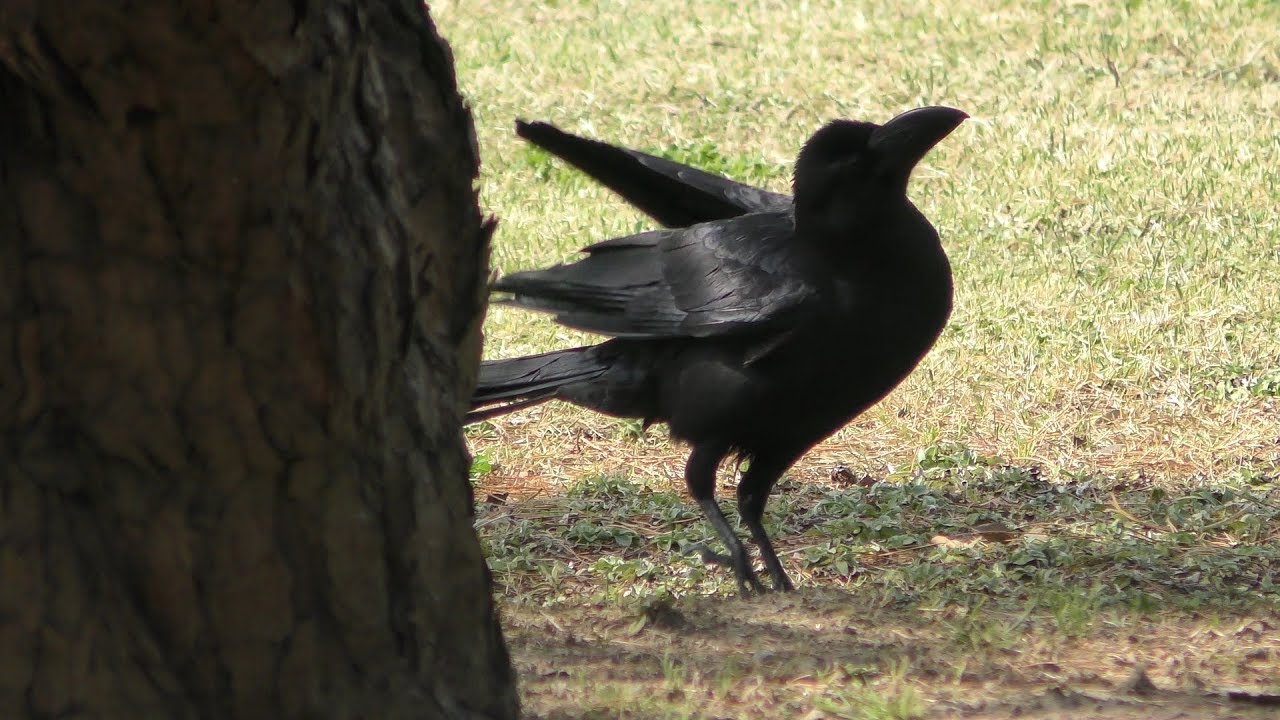小鳥たち (浜離宮恩賜庭園) 2018年3月29日
