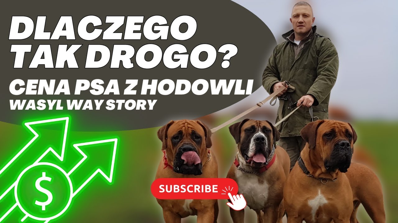 Ile kosztuje Boerboel? Cena, czynniki i na co uważać!  #dog
