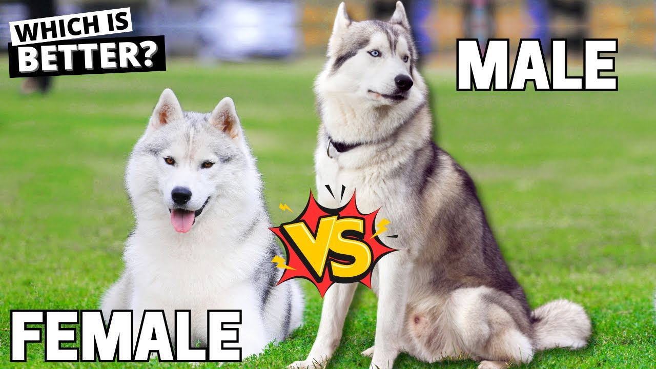 Male vs. Female Siberian Husky: Which is Better?