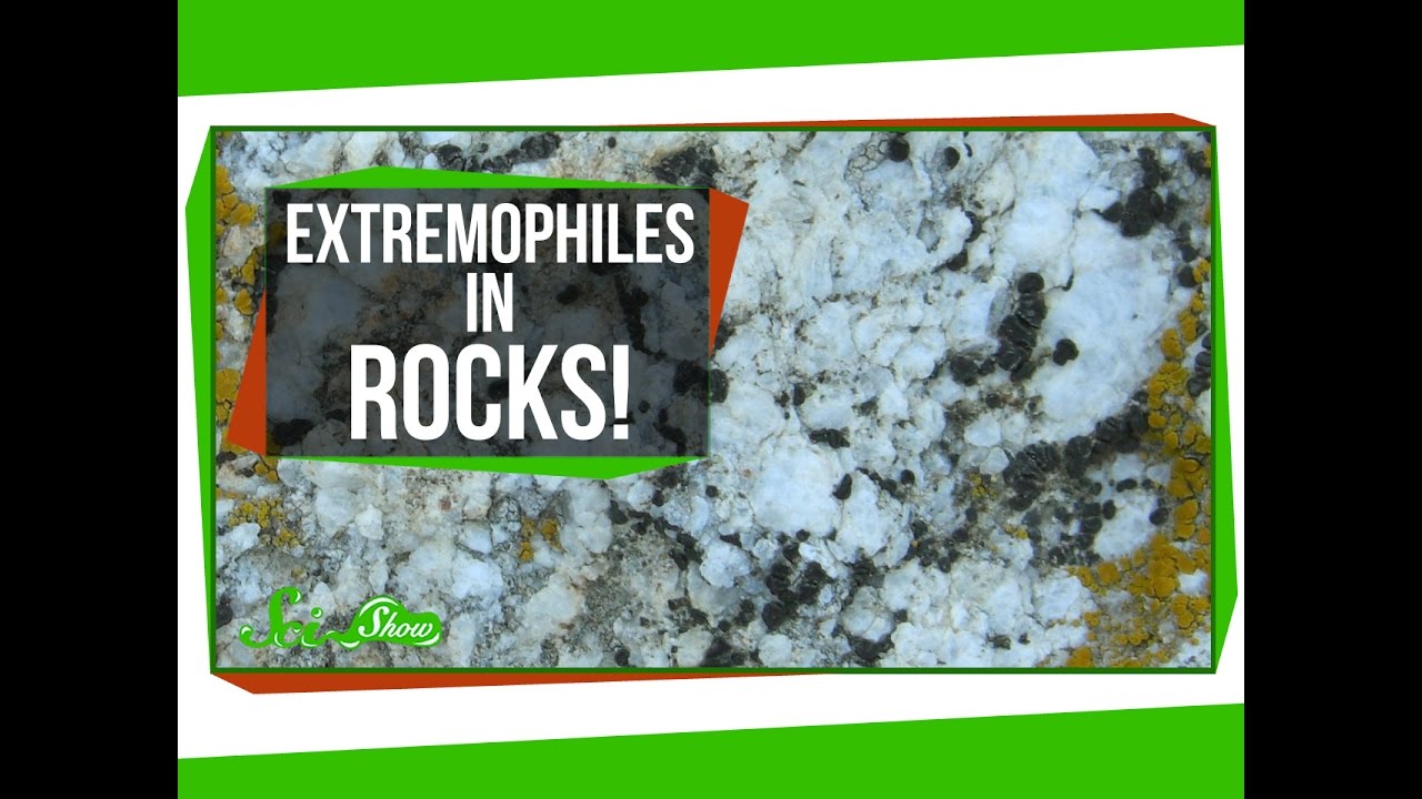 Tiny Extremophiles Living in Rocks!