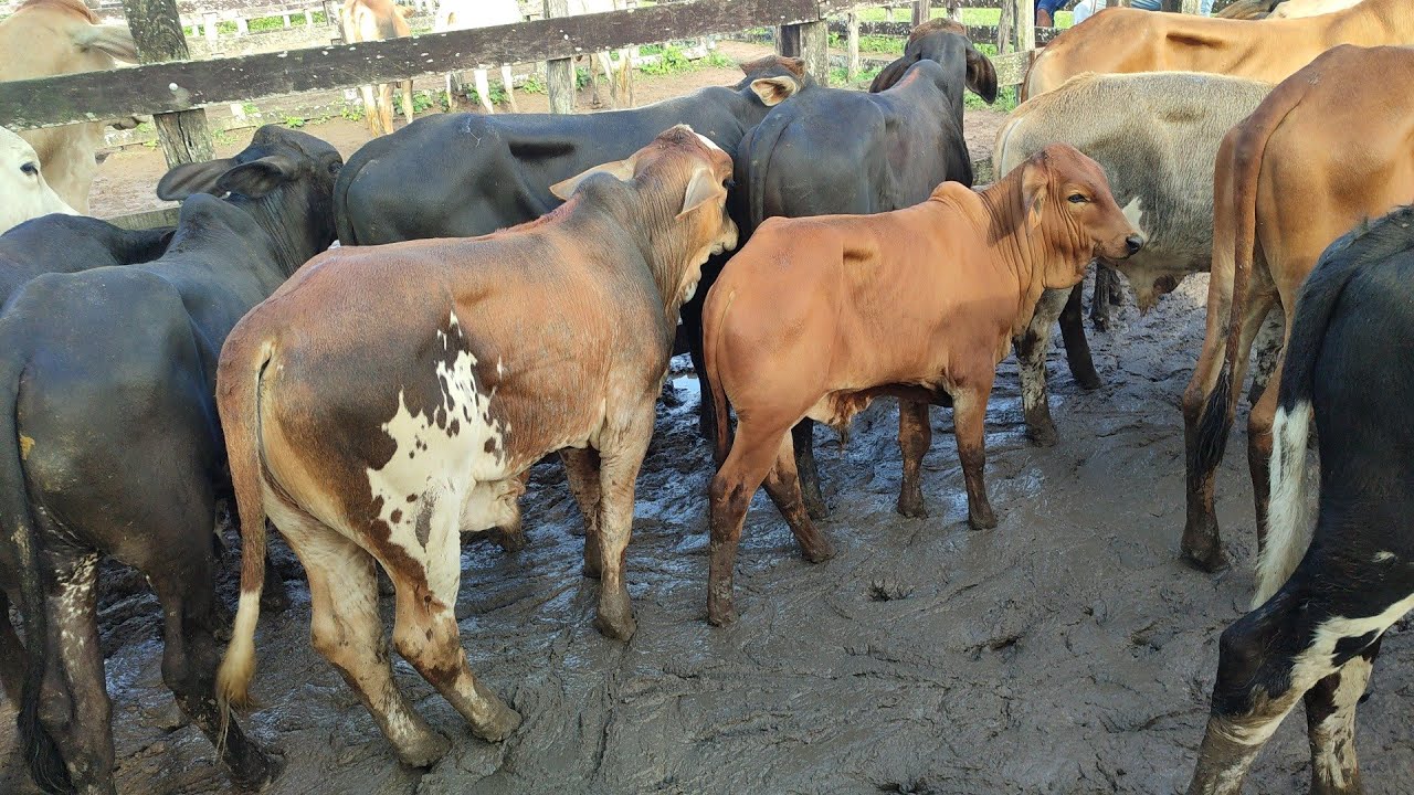 Feira de gado de S&atilde;o Jo&atilde;o-PE 06/04/2026