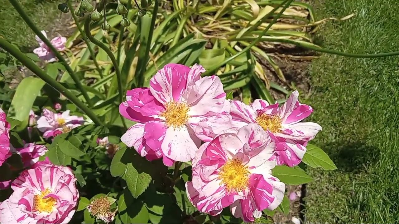 June is Rose month!  Rosa Mundi