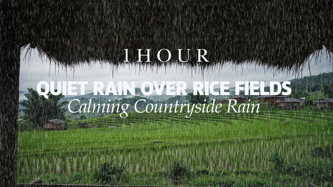 Quick Sleep & Deep Rest | Soft Rain Over Rice Fields | Relaxing Nature Sounds