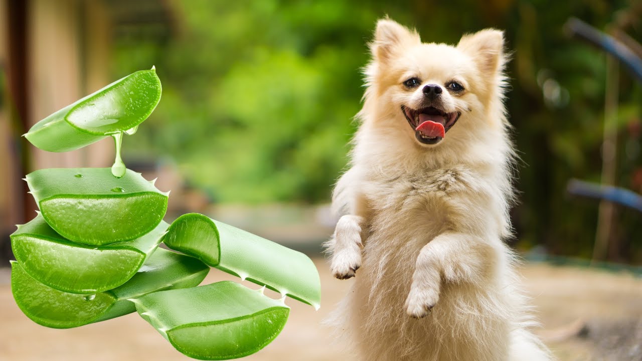 O poder da babosa na vida do seu cachorro