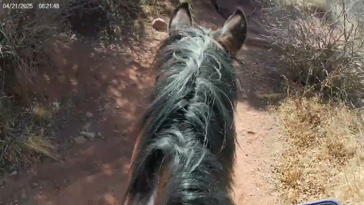 Garden of the gods virtual horse ride!