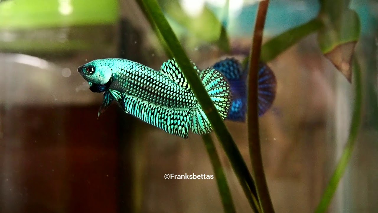 Wild betta fish Hybrid - Renowned quality by Franksbettas