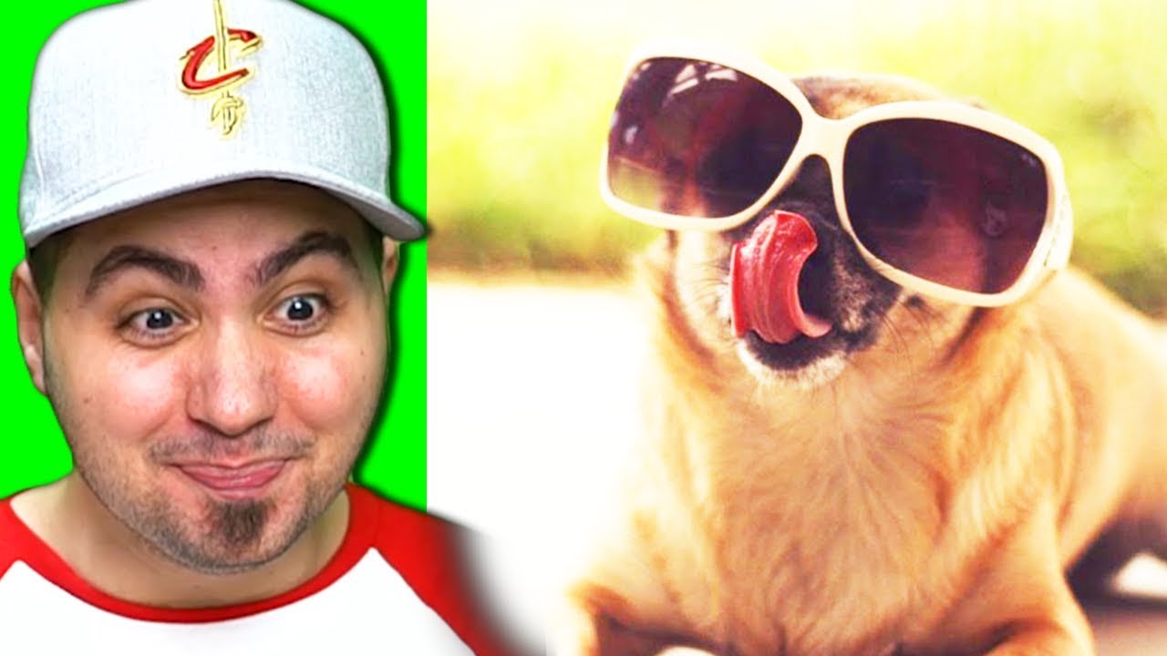 PROVA A NON RIDERE CON QUESTI CANI!!!