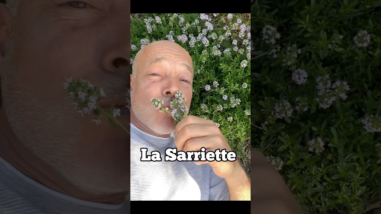 Comment r&eacute;ussir la culture de la sarriette ? #jardin #garden #permaculture #astuce