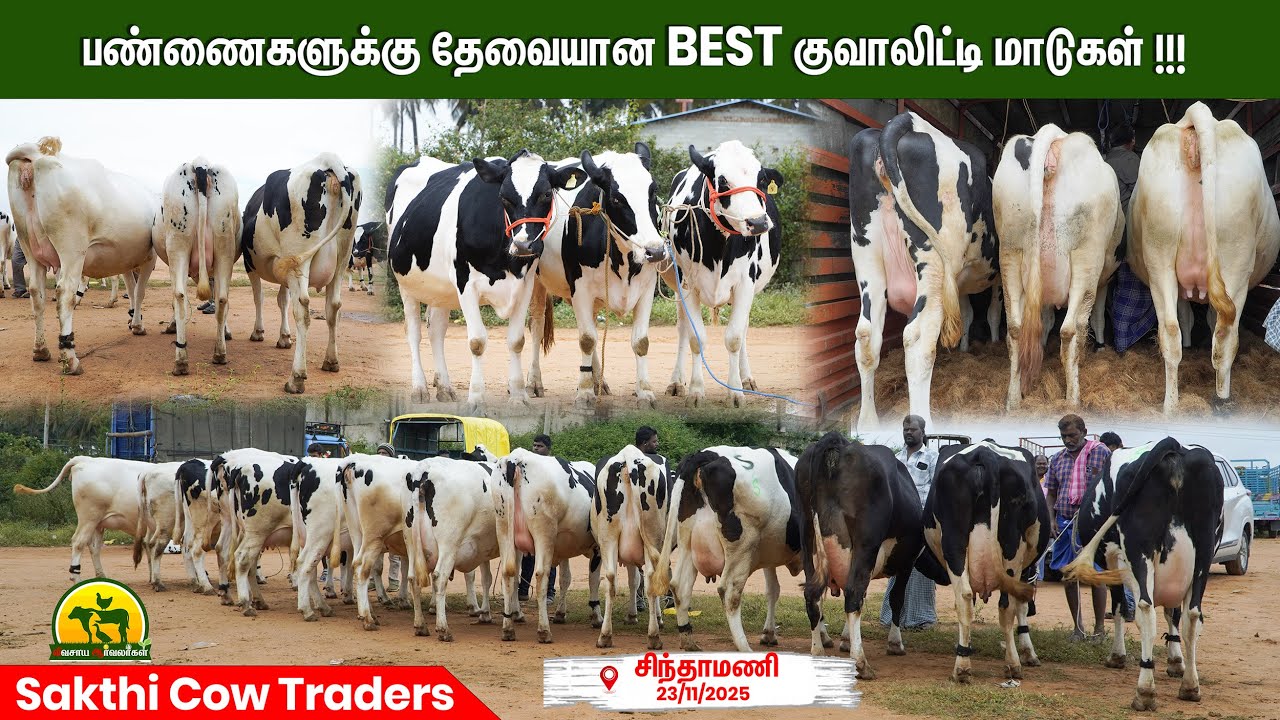 பண்ணைகளில் அதிக பால் கொடுக்கும் Top Breed மாடுகள் | vivasaya arvalargal