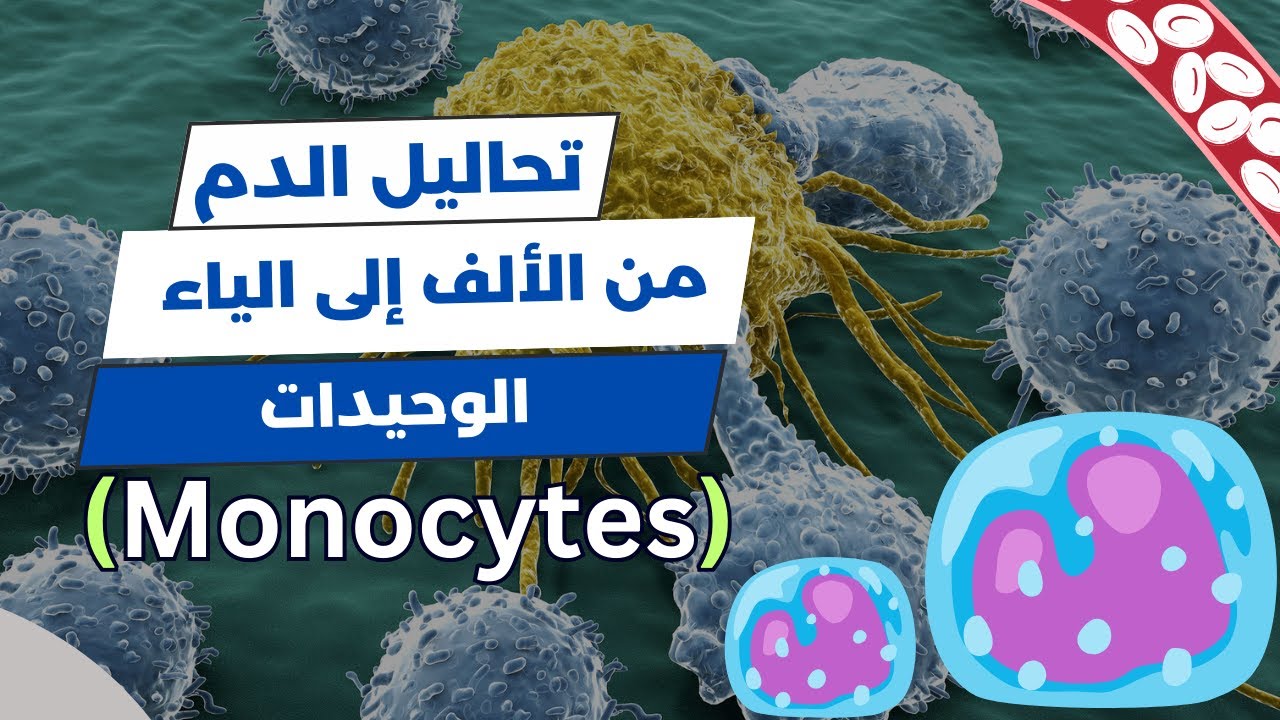 تعداد خلايا الدم البيضاء (WBC Count) | تحليل الدم الشامل | الوحيدات (Monocytes) 🔬