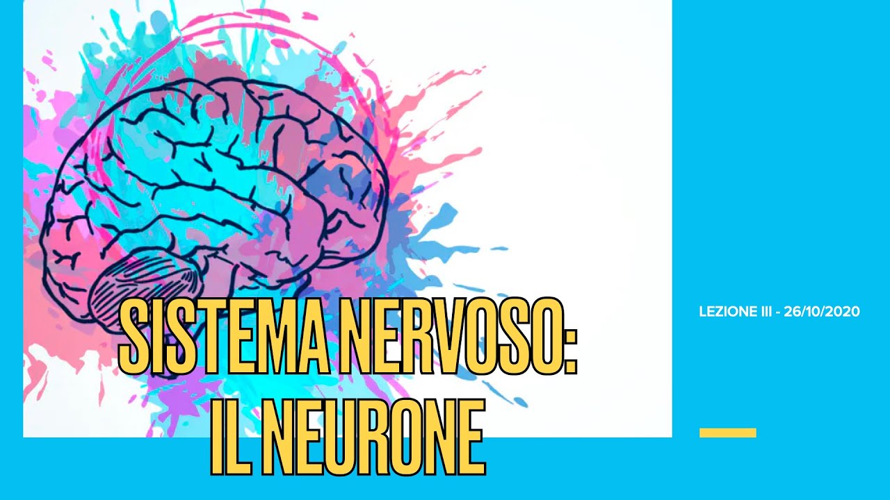 Psicologia Generale LM - LICUS - Lezione III (26 ottobre 2020) - Sistema nervoso: neuroni e sinapsi