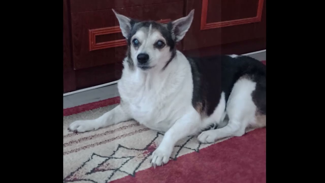 JAKO - MOJE BEZTROSKIE ŻYCIE ( 09.08.2005  - 15.12.2024 + )