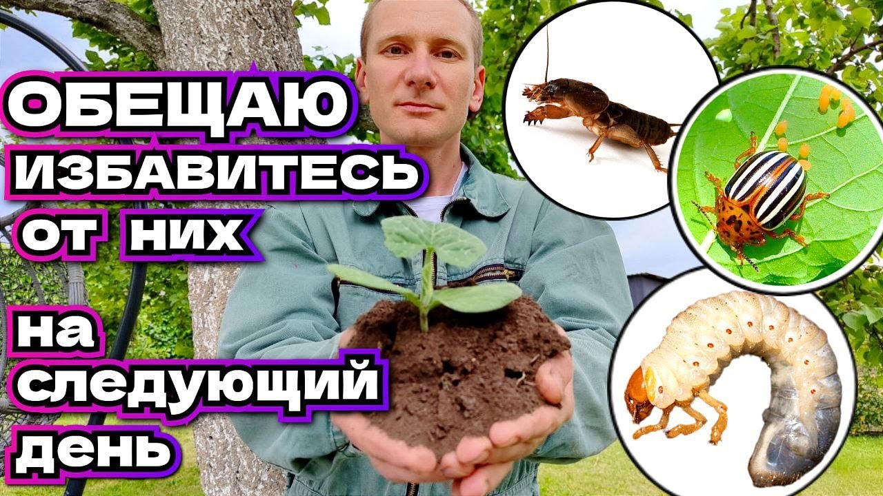 От ВСЕХ вредителей и без всякой химии в саду и огороде !!!