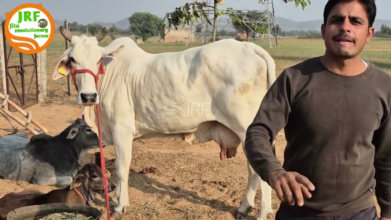 👍केवल चराई के पैसों में ले जाये, Pure Desi #Haryana #Breed Cow.👍Yogesh 7015305764.👍