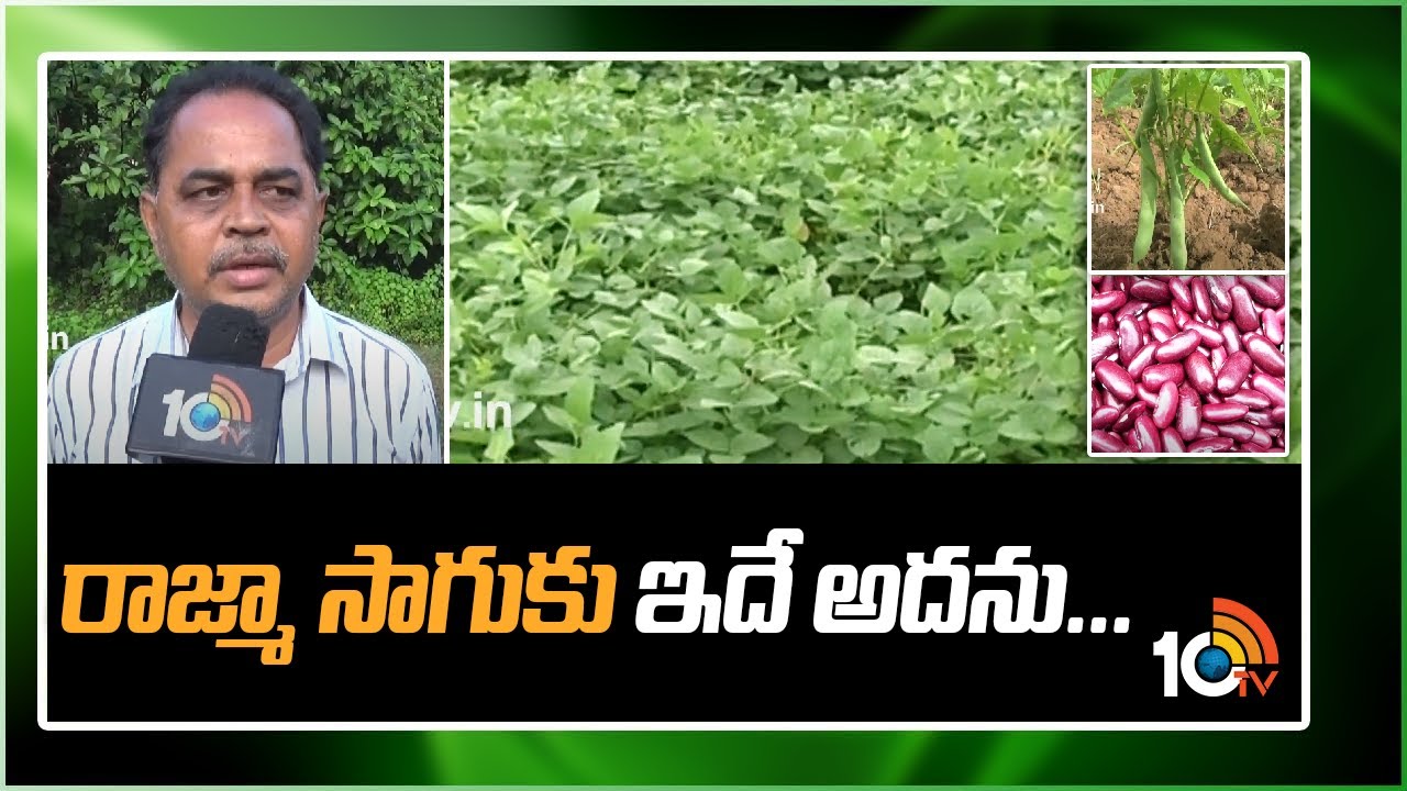 రాజ్‌మా సాగుకు ఇదే అదును..! | Kidney Beans Farming | Matti Manishi | 10TV News