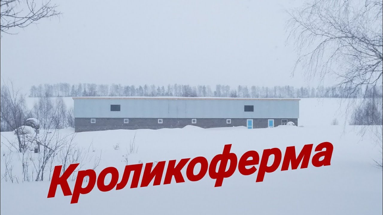 Кроликоферма. Стройка фермы для разведения кроликов