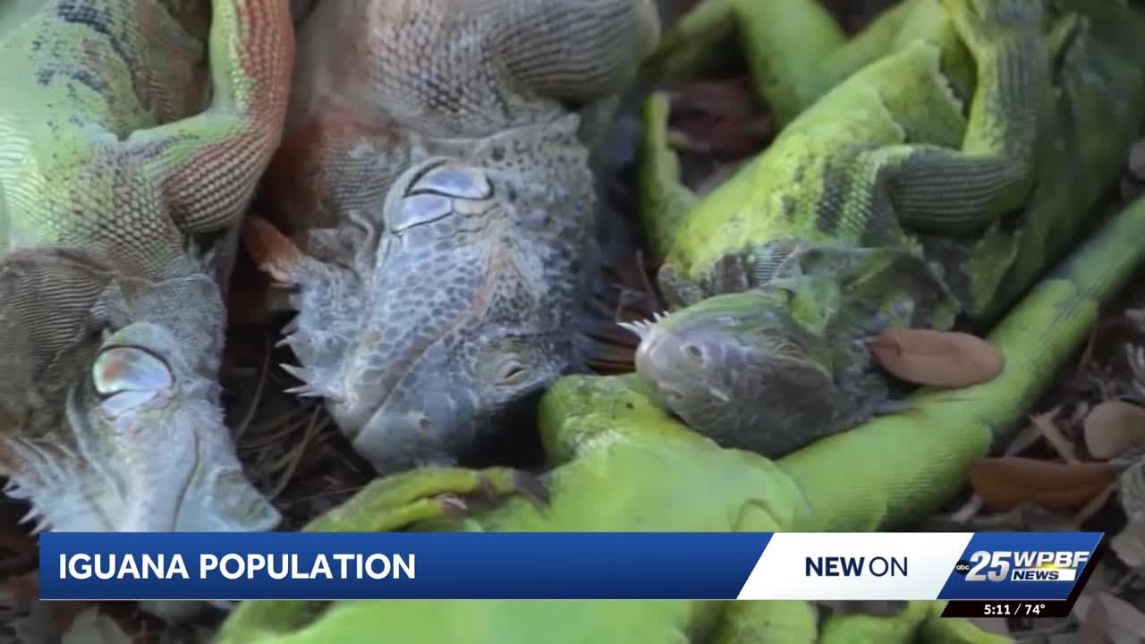 Professional iguana trapper says cold snap caused major reduction in iguanas