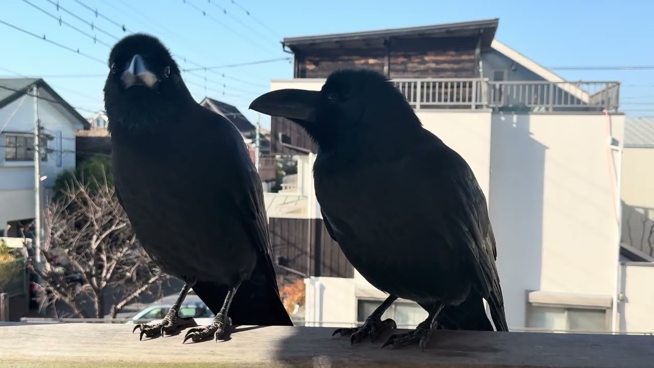 カラスが遊びに来るデッキ🐦‍⬛🐦‍⬛今日は少し長めで🎥
