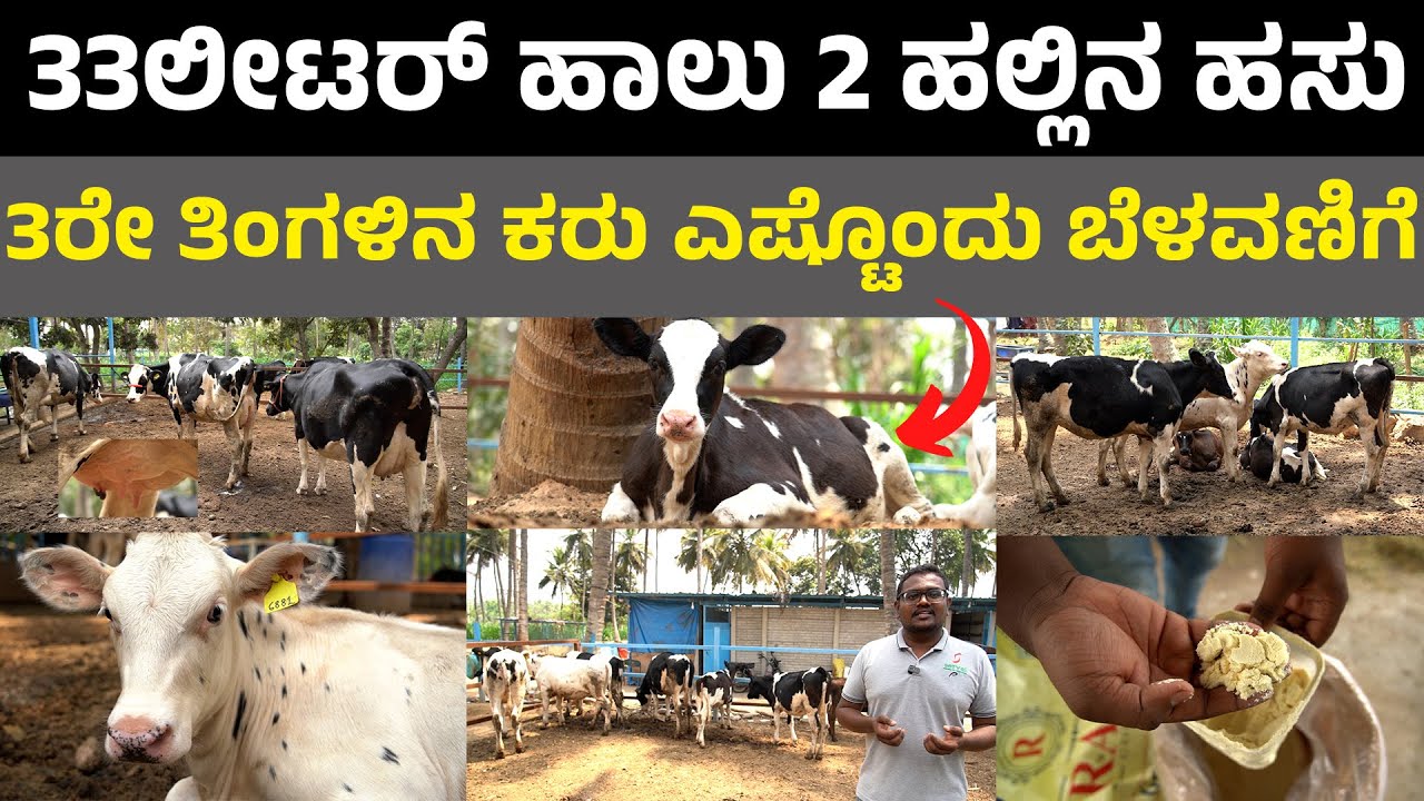 serval milk replacer india I 33 ಲೀಟರ್ ಹಾಲು 2 ಹಲ್ಲಿನ ಹಸು  ಮೂರೇ ತಿಂಗಳಿನ ಕರು I krushi suddi