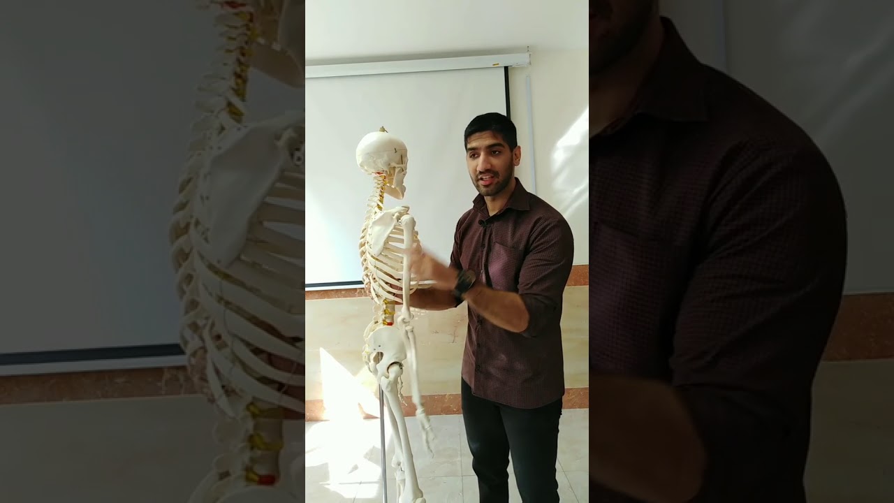 آناتومی عصب سیاتیک