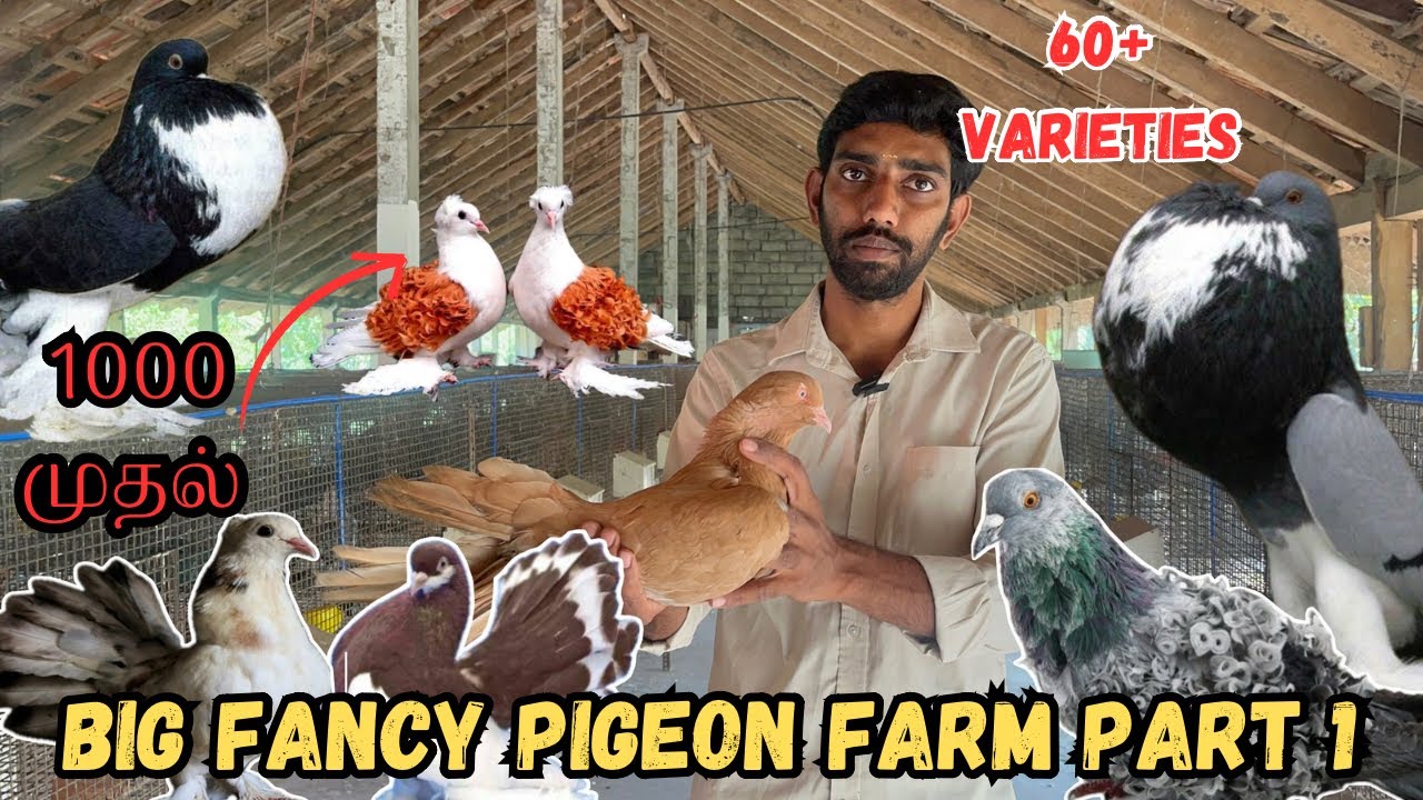 மிக பெரிய fancy pigeon farm கோயம்பத்தூர் |60 + varieties |all types fancy pigeons|delivery available