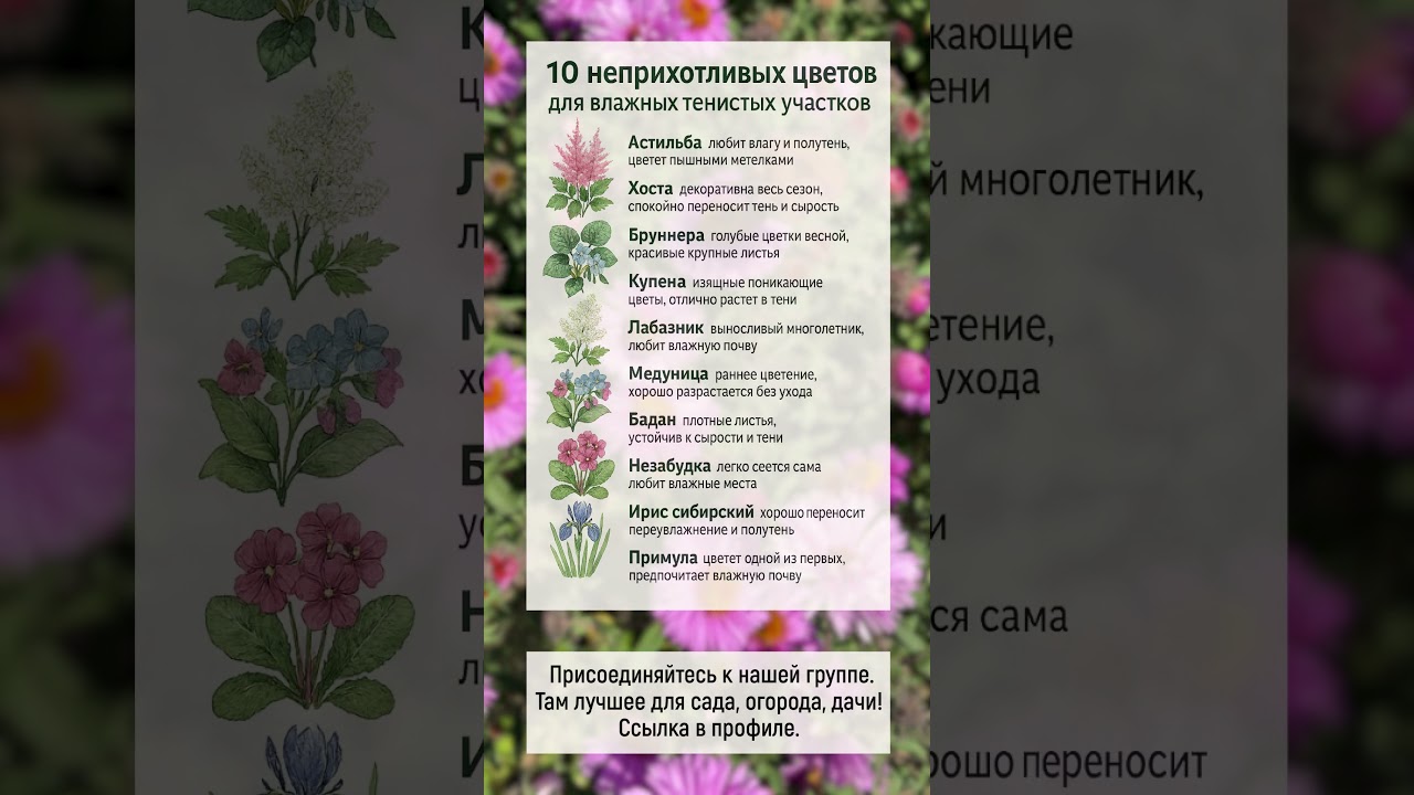 10 неприхотливых цветов для влажных участков
