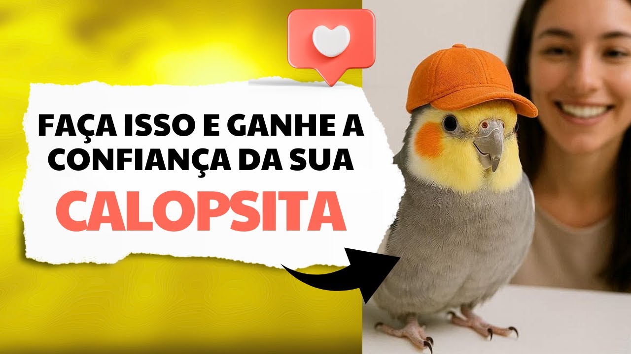 Tutor Iniciante? O Truque Para Sua Calopsita Confiar em Você