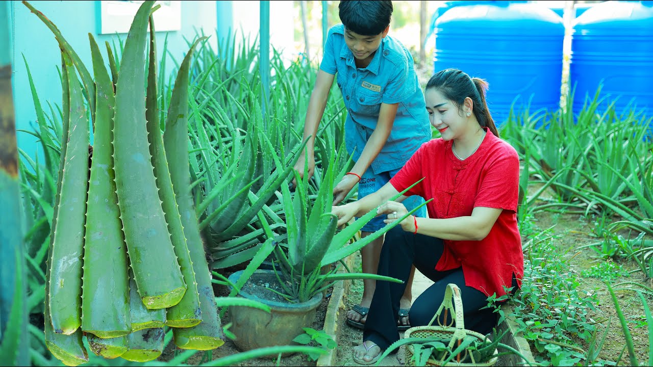 How to eat Aloe vera in my country - Ny concentrate on Aloe vera preparing as he like it so much