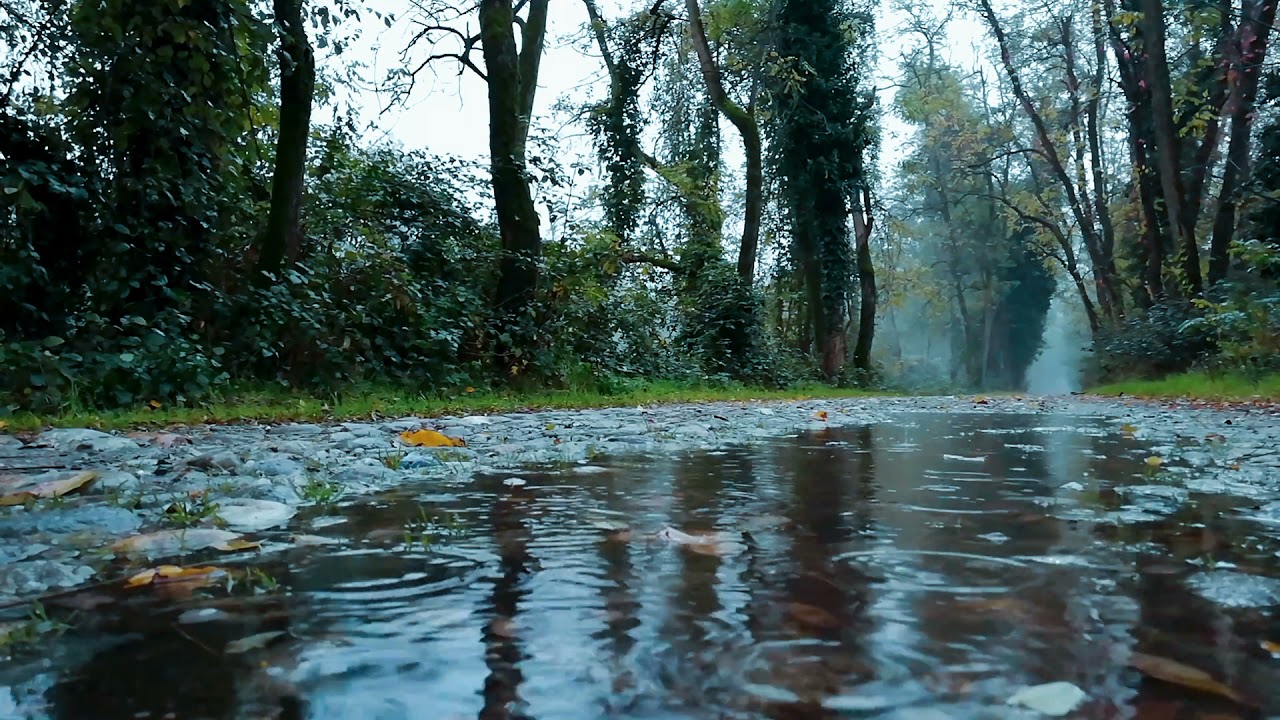 Cinematic Video ( Rain & Forest ) || No COPYRIGHT ( 4 K )