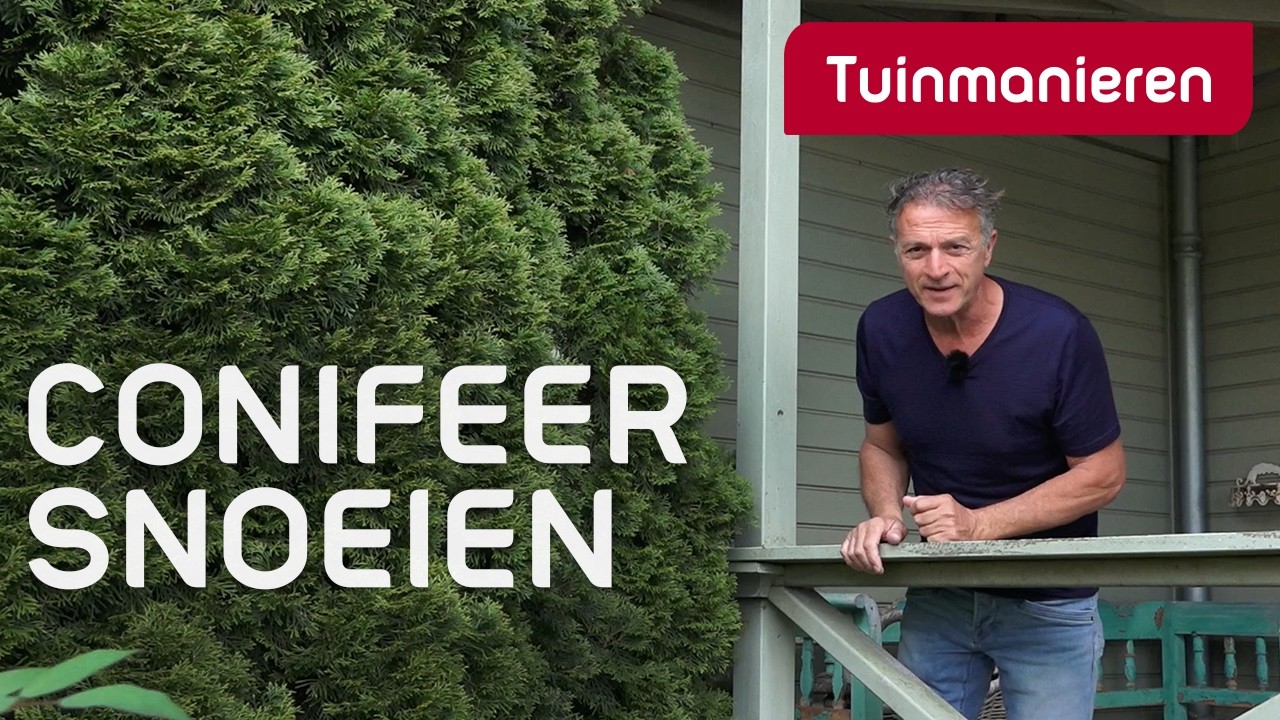 Hoe snoei je de conifeer en wat zijn die bruine plekken? | Tuinmanieren