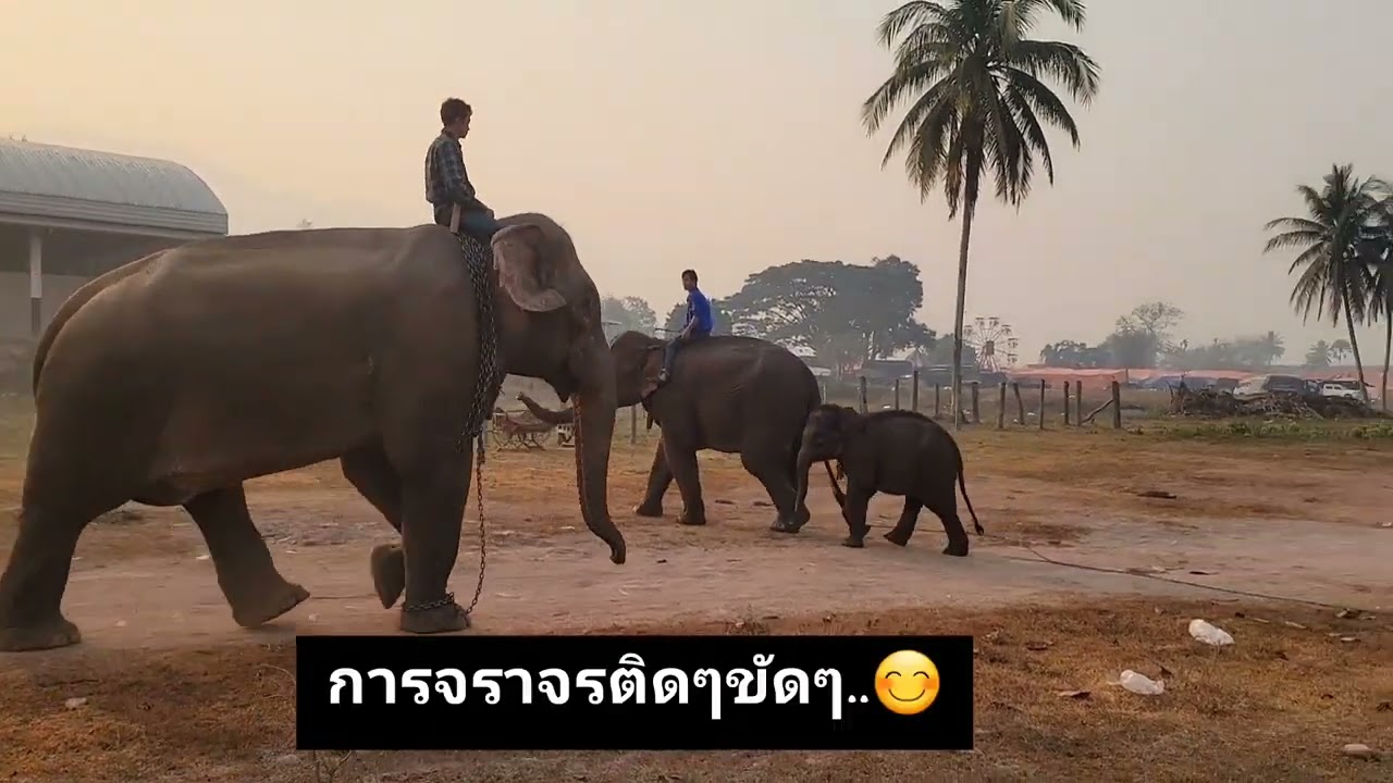 ควาญเปิ้นกับวิถีช้างใน สปป.ลาว ep.17 ช้างเริ่มทะยอยมาร่วมงานบุญช้างเยอะขึ้น...@งานบุญช้างไชยะบุรี..