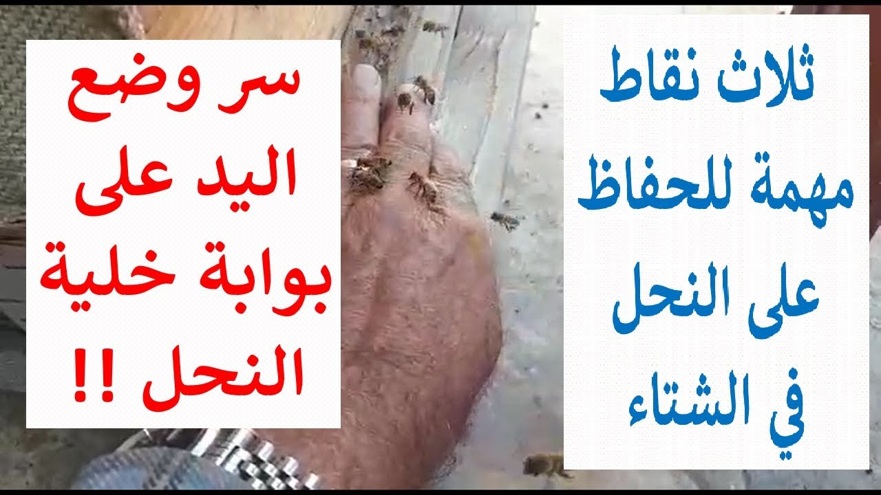 ثلاثة أمور للحفاظ على النحل في الشتاء | المهندس أبو أنس النجار