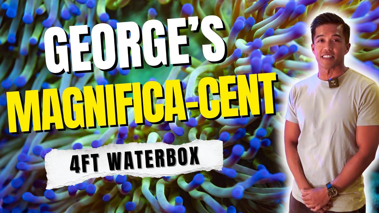 George's Magnifica-cent 4FT Waterbox!
