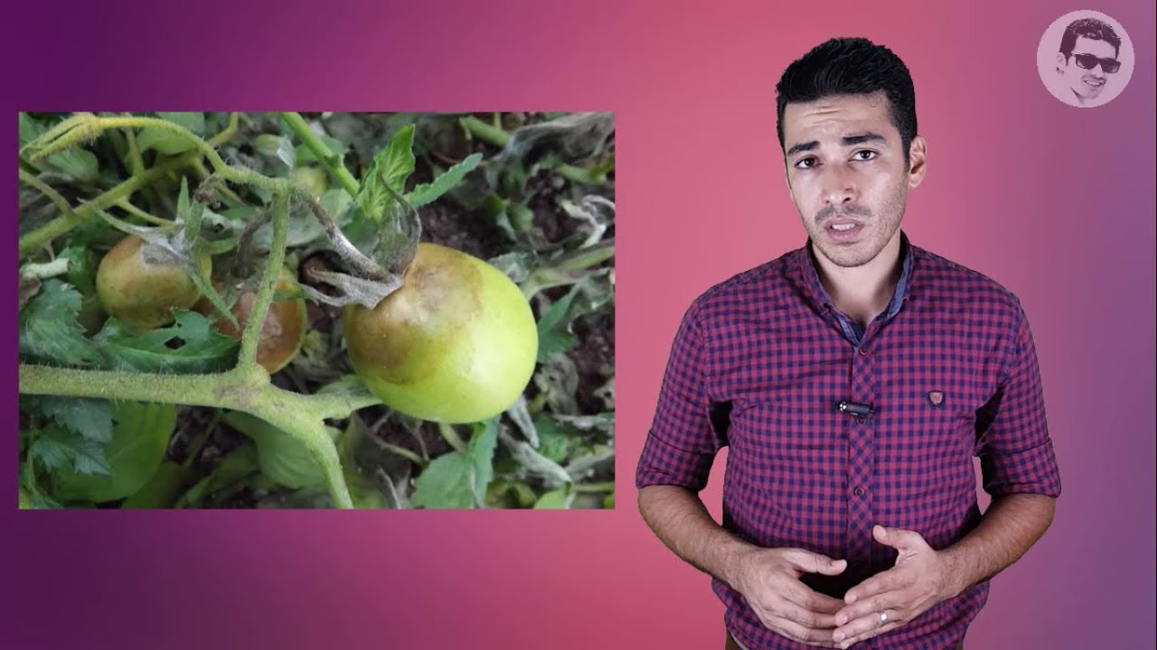كل ما يخص المبيد الفطرى الكلوروثالونيل chlorothalonil  من خصائص وتوصيات فنية