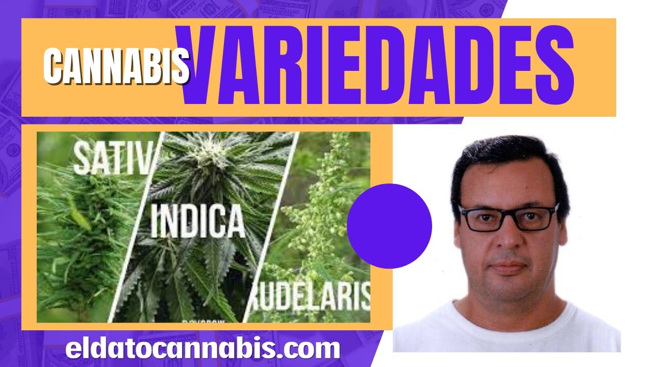 variedades de Cannabis, Miguel Muga