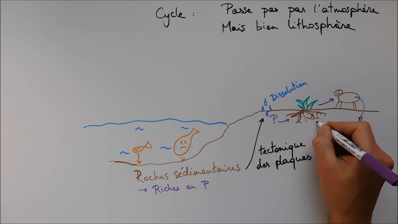 Cycles biog&eacute;ochimiques - Cycle du phosphore
