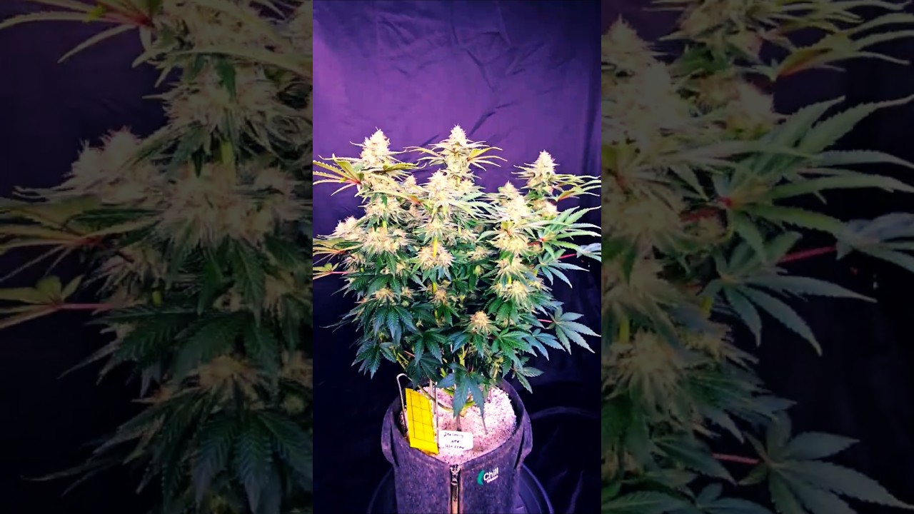 Insane Trichome Overload 💥💎
