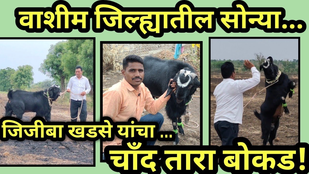 जीजिबा खडसे यांचा चाँद वाला बोकड | वाशिमचा प्रसिद्ध सोन्या नावाचा बोकड #chand wala bakara