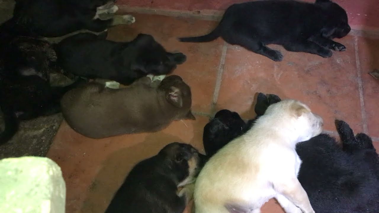 Puppies are sleep well 😴.#rabbit #cat #cute #monkey #kitten #shortvideo #puppy #dogs #kitty 
