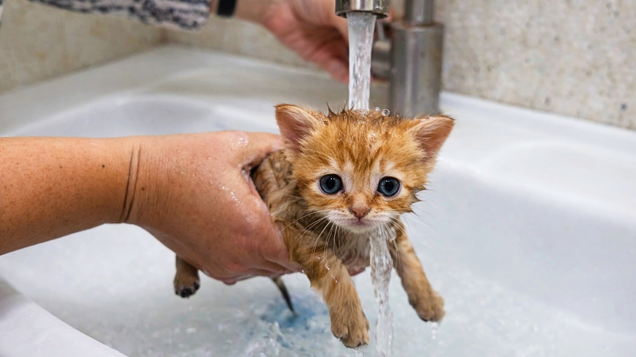Первое купание крошечного котёнка… И он БЫЛ НЕ ГОТОВ 🛁