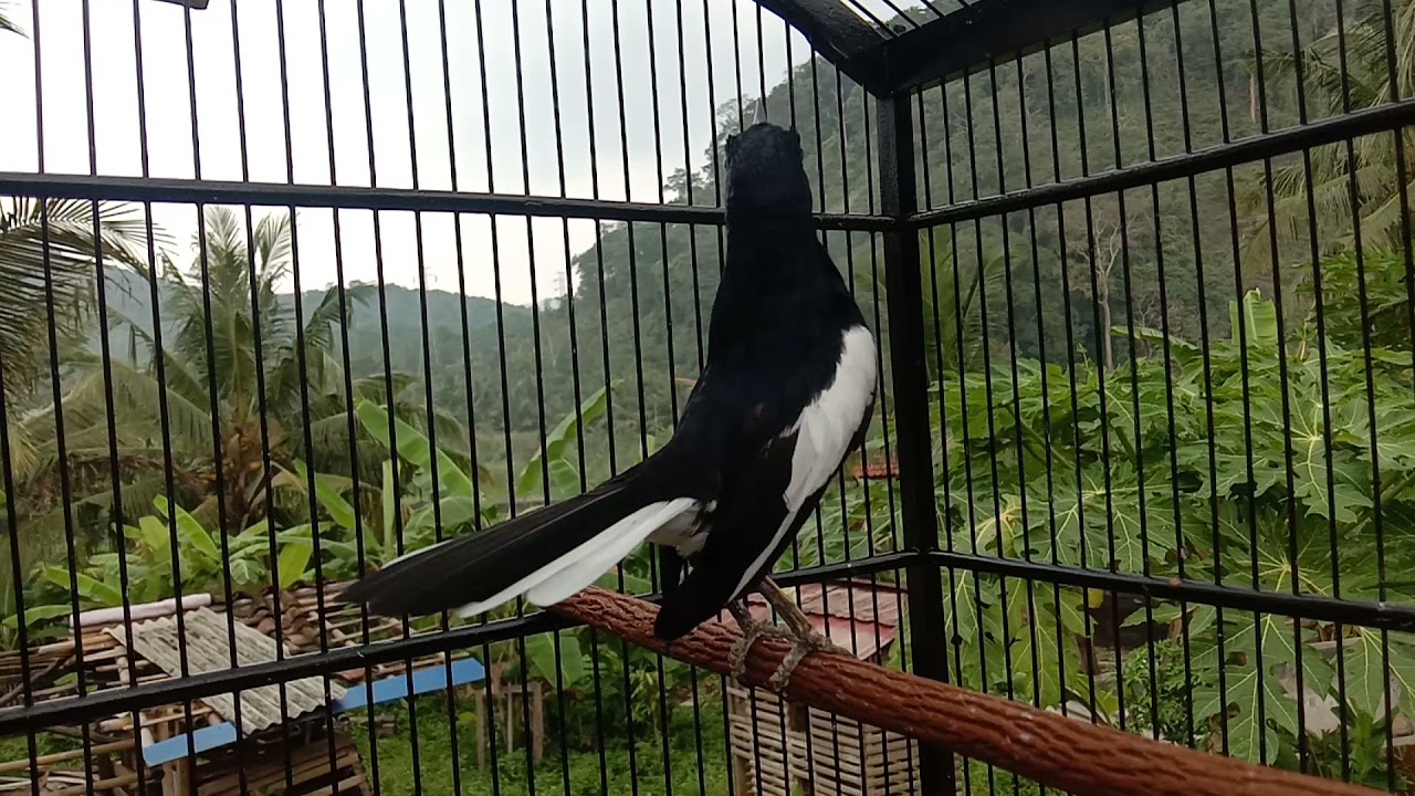 AKSI KACER BISMA MENGGILA BIKIN MERENDING TEMBAKAN NYA🎉