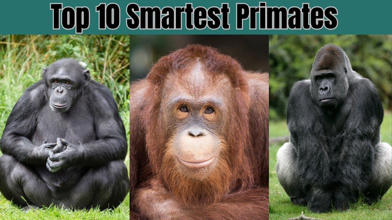 10 Smartest Primates in the Animal Kingdom