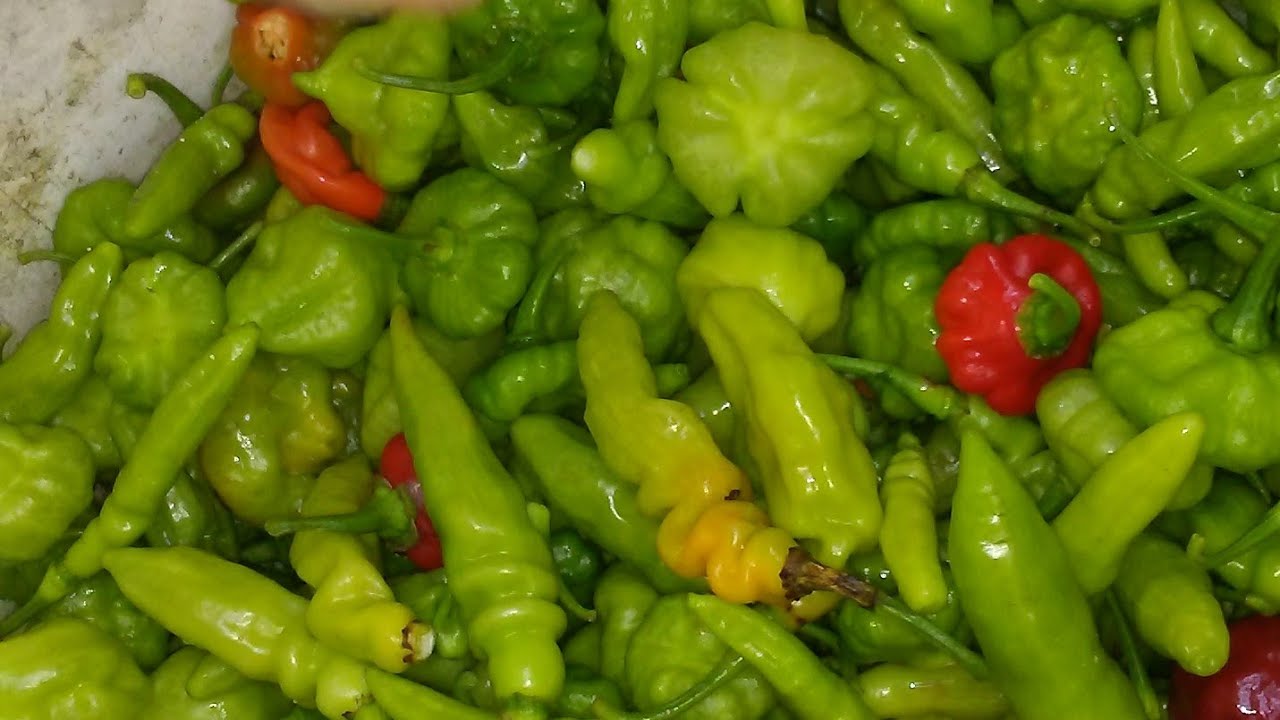 COSECHAS DE CHILES DULCES ajicitos