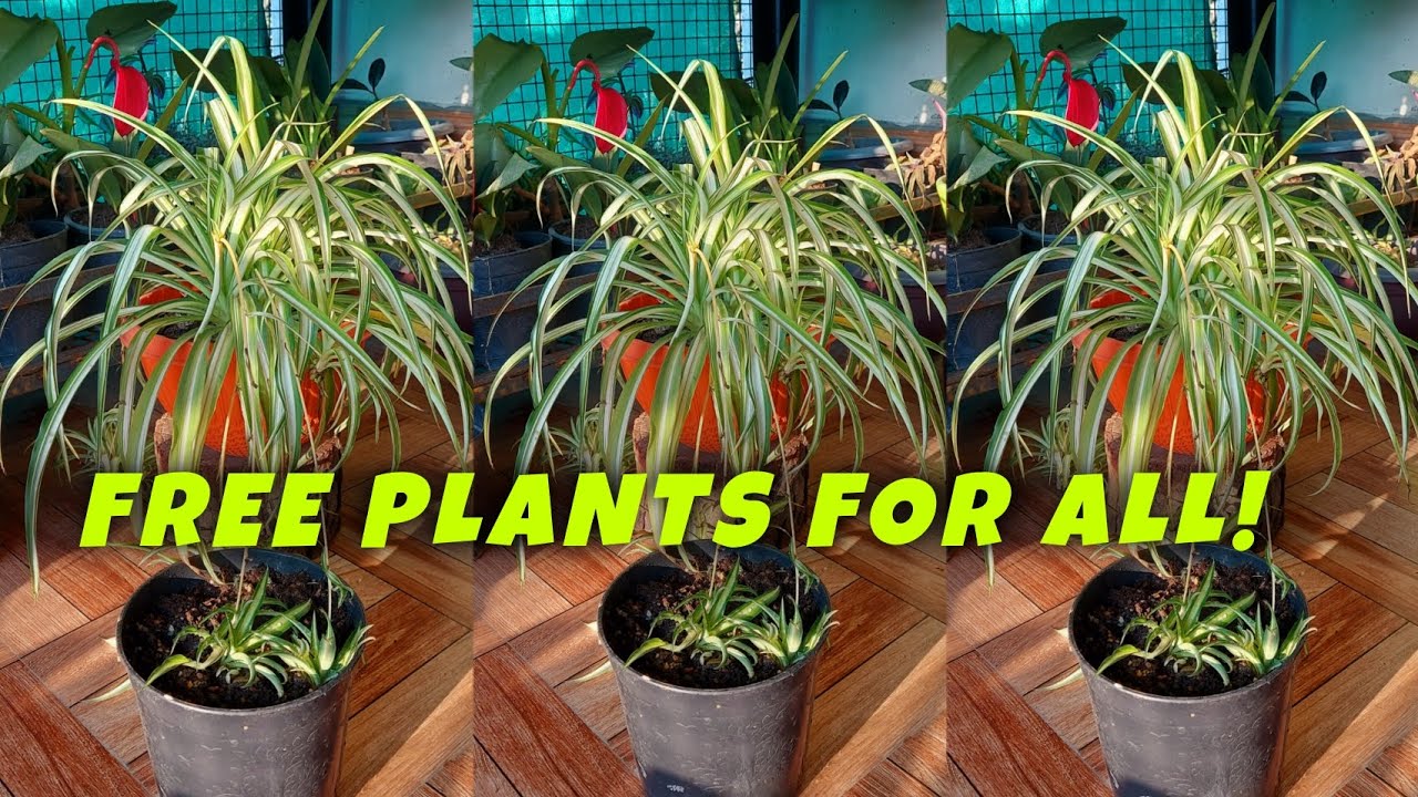 Free Plants for All! Learn How to Propagate Your Spider Plant with Layering! (Watch Now!)