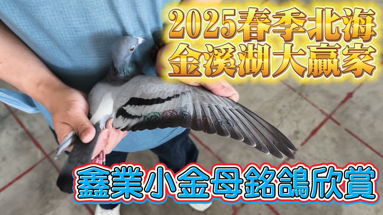 25春金溪湖大贏家！只掛五隻，鑫業鴿舍葉小金再創穩拿傳說＆紀錄鴿“鑫業小金母”欣賞 #強豪 #養鴿 #賽鴿 #種鴿 #育種 #pigeon #魔星 #中野 #伯馬