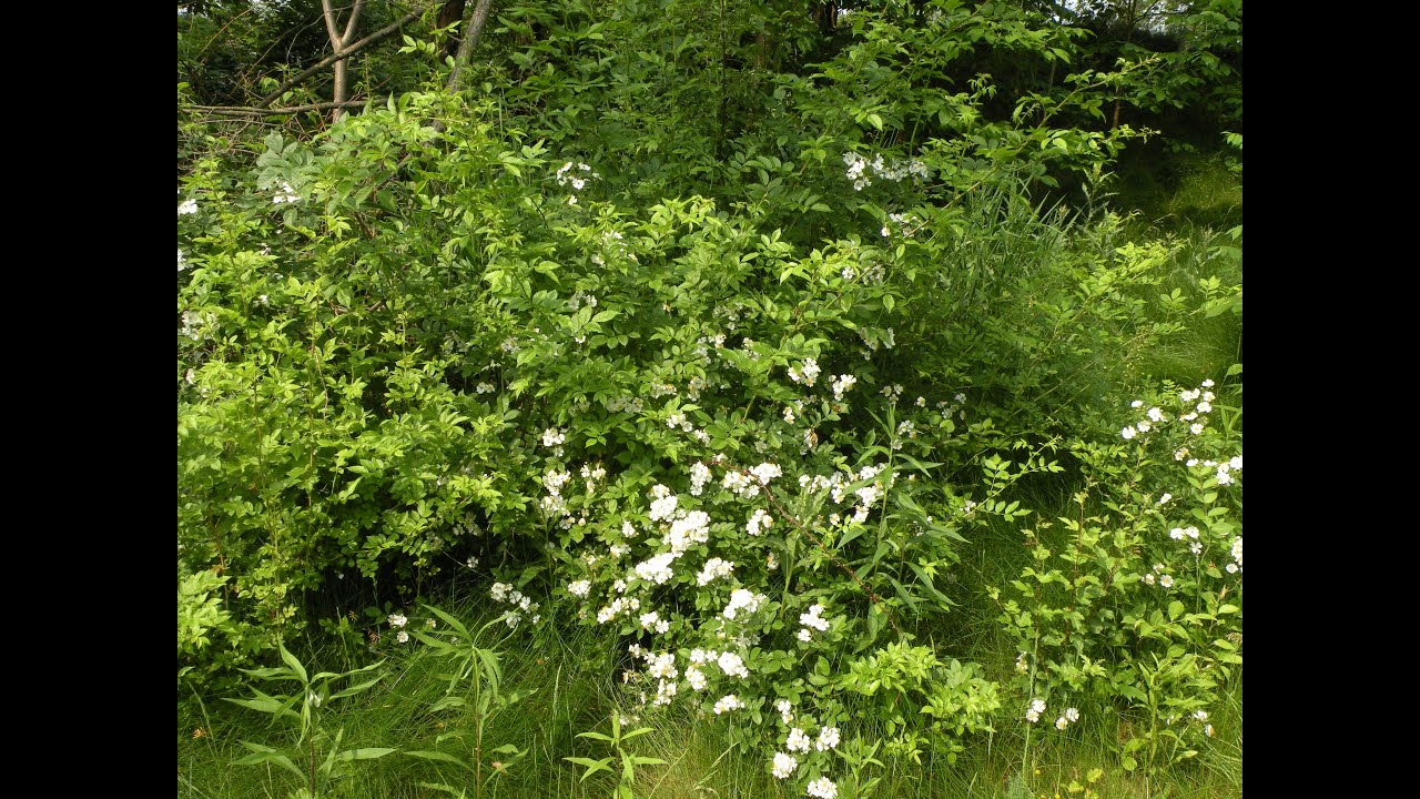 Repel the Invasives: Multiflora Rose