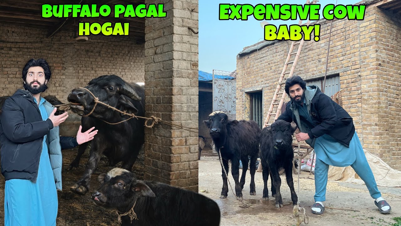 Buffalo ne hal chal macha de 😡 expensive cow baby bhi dekh liya ❤️